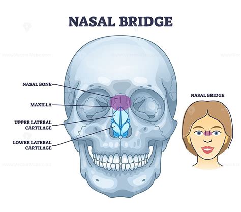 Nasal bridge and nose bone anatomy with face cartilage outline diagram | Nose bones, Anatomy ...