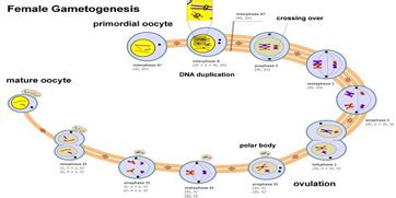 Secondary Oocyte: Definition & Concept | Study.com