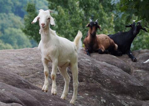 Kiko Goats: Everything You Need to Know About This Breed