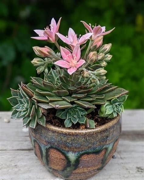 17 Stunning Succulents with Pink Flowers | Balcony Garden Web