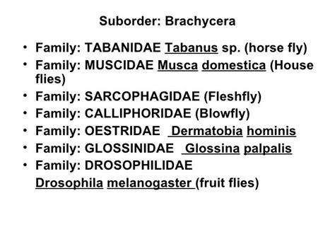 Insect classification lab23