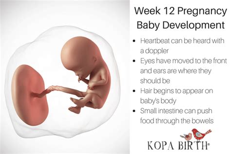 Week 12 Pregnancy: Skin Changes, Baby Development, & Belly • Kopa Birth®