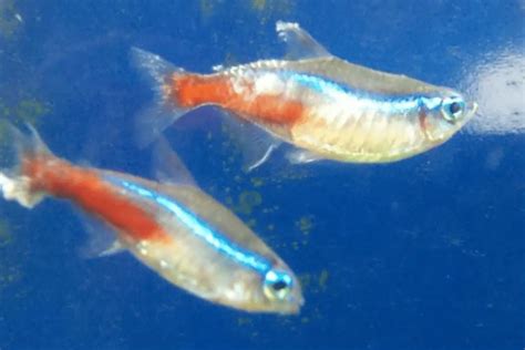 Neon Tetra Disease: Causes, Symptoms, Treatment & Prevention – Pet Fish ...