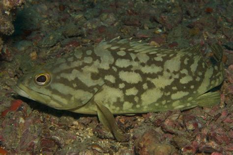 Epinephelus erythrurus, cloudy grouper Amazing Photos, Cool Photos ...