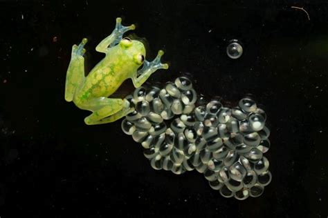 12 Fun Glass Frog Facts - Fact Animal