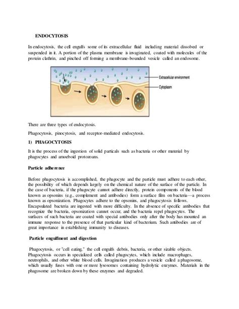 Types of vesicular transport