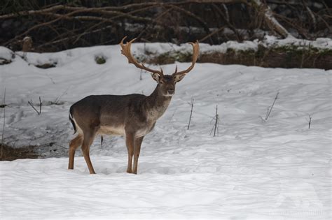 Fallow Deer - Fascination Wildlife