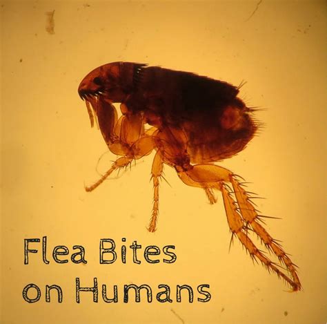 Will Fleas Jump From Dog To Human