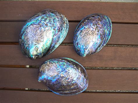 Abalone Shells variety, best pricing and quality