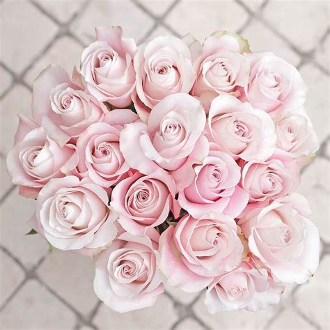 Light Pink Rose | White and pink roses, Pink roses bouquet valentines, Pink rose bouquet