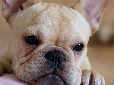 French Bulldog Puppies Wallpapers & Pics - Pets Cute and Docile