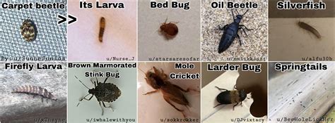 36+ Identification Types Of Carpet Beetles Images - Carpet Beetle New 2021