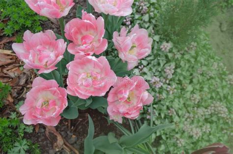 Pink peony tulip in garden stock photo. Image of macro - 139111748