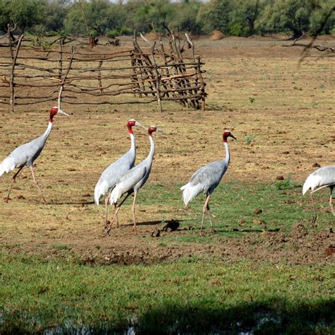 Keoladeo National Park | Sahapedia