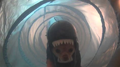 Alien Dog Costume - YouTube