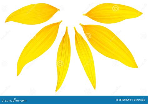 Top View of Different Sunflower Petals Isolated on White Background Stock Image - Image of ...