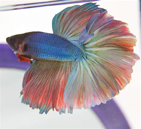 Buy Halfmoon Betta - Male - Live Aquarium Tropical Fish Online at desertcart Hong Kong