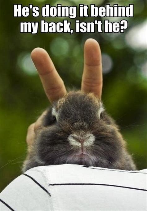 Bunny MEME - Bunny Rabbits Photo (44088287) - Fanpop