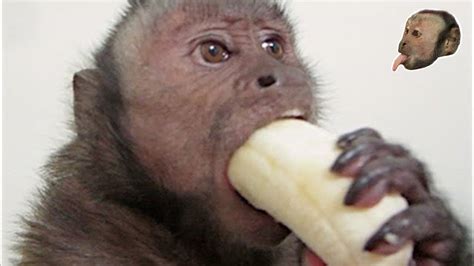 A monkey being a monkeyhttps://youtu.be/xjodBEJpA-Q | Monkeys funny, Funny monkey pictures, Pet ...