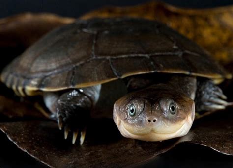 What Is The Personality Of The African Helmeted Turtle?