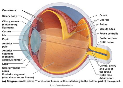 Basic Anatomy And Physiology Of The Human Visual System (Eye Anatomy ...