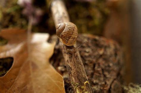 How to Make a Snail Habitat - Woodlark Blog