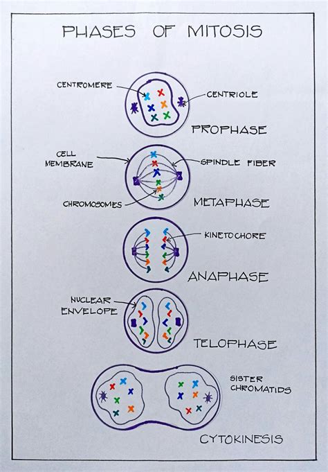 Phases Of Mitosis And Meiosis