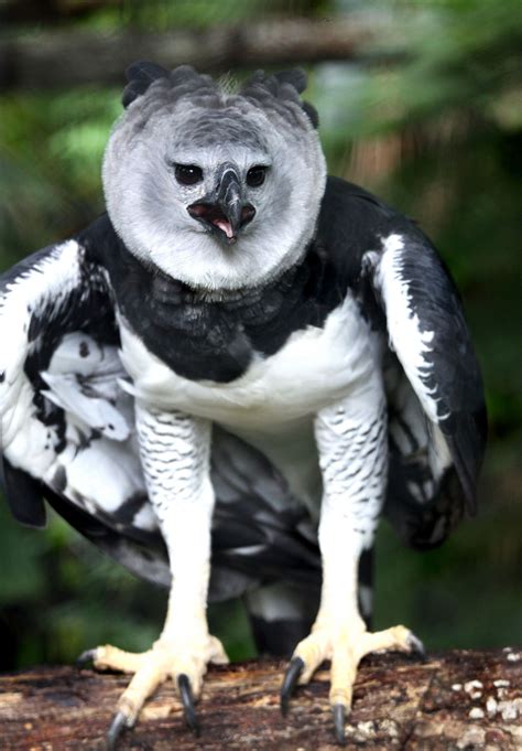 Harpy Eagle | Pet birds, Animals beautiful, Beautiful birds