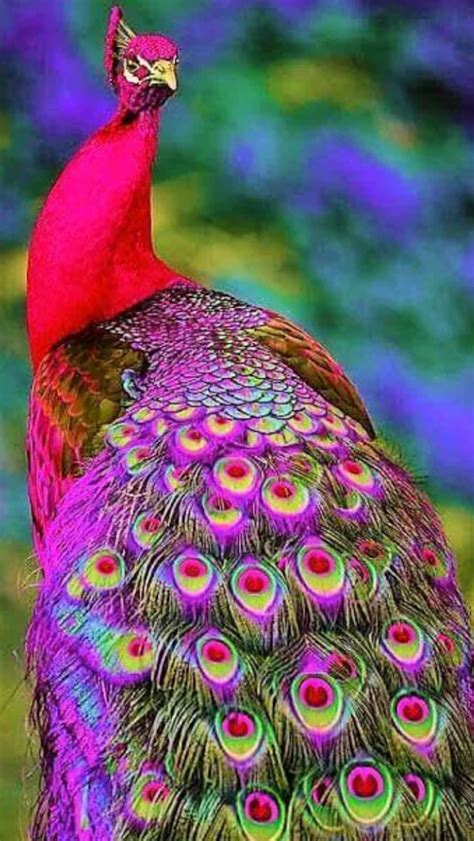 Pin by Suzanne Annest on Birds | Colorful birds, Colorful animals, Animals beautiful