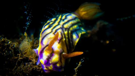 55 of the Most Colorful Sea Slugs in the World | Color Meanings