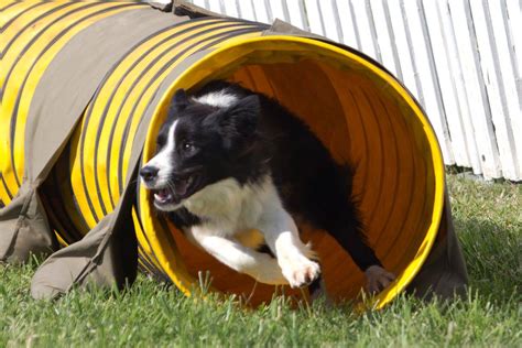 XL the Border Collie Is Training To Be A Champion! | Border Collie Fan Club