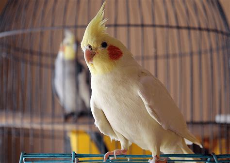 Birds That Can Be Kept As Pets - Pets Retro