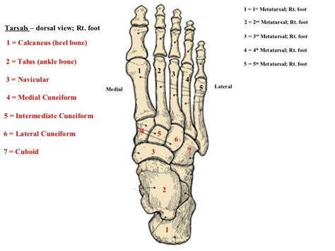 Tarsal bones