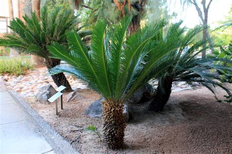 Cycas| Morhology| Anatomy| Life Cycle| Living Fossil