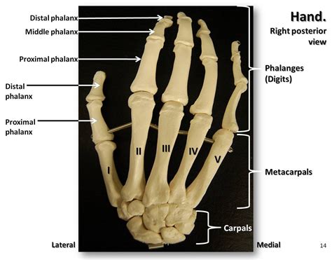 Hand Anatomy Bones Joints