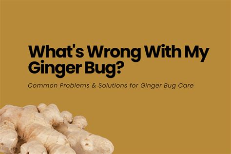 What's Wrong with my Ginger Bug? - Sandpoint Soda Company