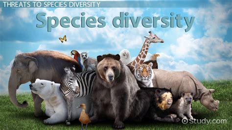 Species Diversity | Definition, Importance & Examples - Lesson | Study.com