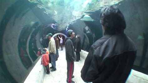 Dallas World Aquarium Tour The Dallas World Aquarium March 10 - Aquarium Views