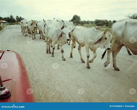 Cow and ox in rural stock photo. Image of livestock, agriculture - 47646850