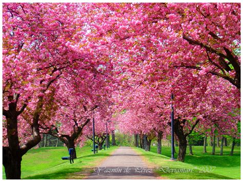 Spring Trees Wallpapers - Top Free Spring Trees Backgrounds ...