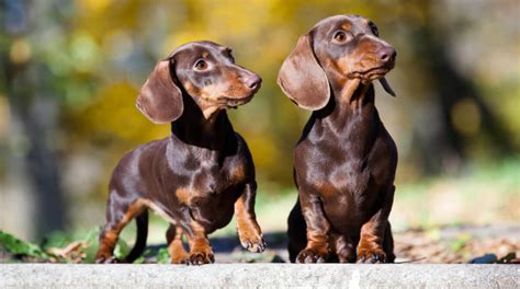 Shorthaired Dachshund: Your Complete Guide to the Breed