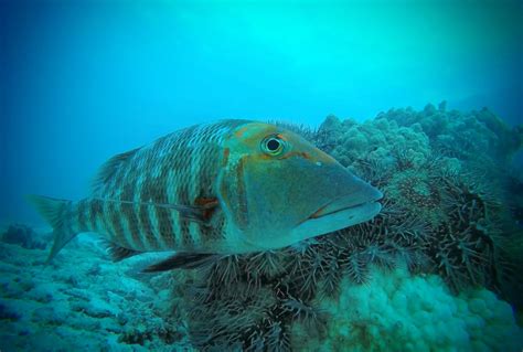 Fish Predators Help Control Coral-Eating Crown-of-Thorns Starfish on Great Barrier Reef