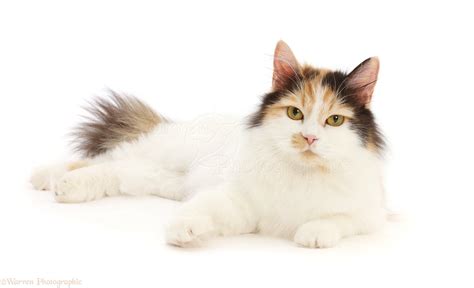 Calico Persian x Ragdoll cat, lying head up photo WP50062