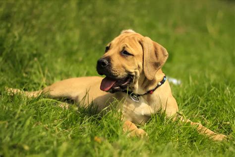 The 3 Best Boerboel Breeders In The UK