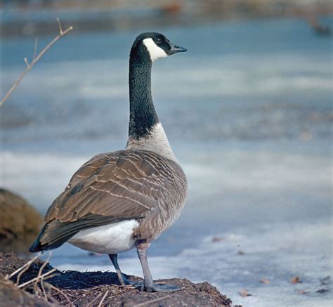 Canada goose | Migration, Habitat & Diet | Britannica