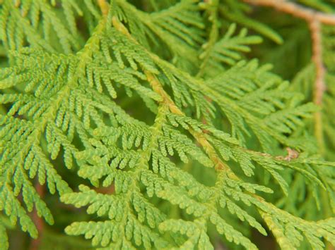 How to Identify Northern White Cedar