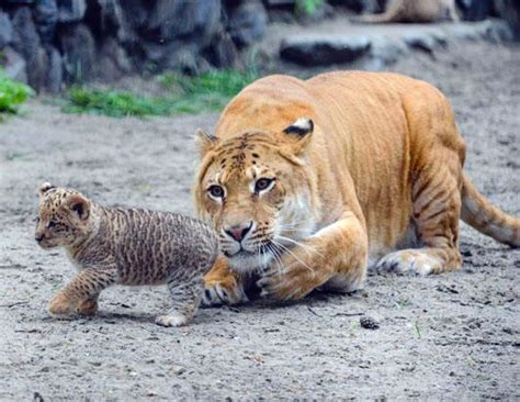 Liger Cubs Make Their Debut Photos - ABC News