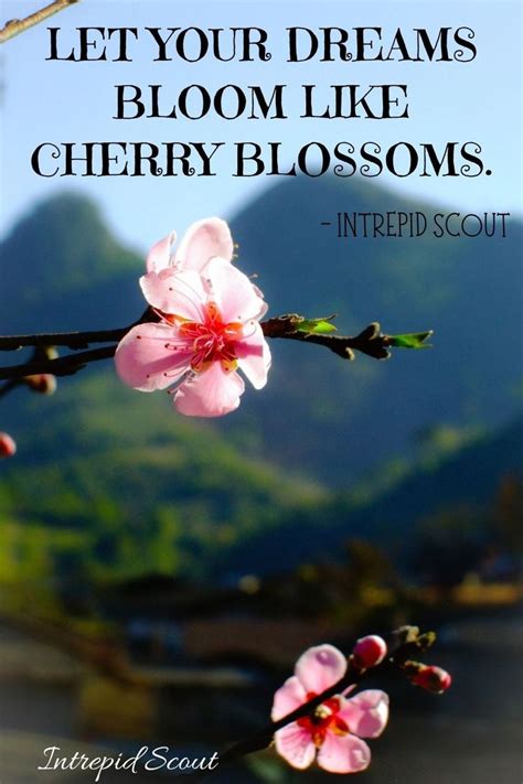 Cherry Blossom Quotes and Captions for Instagram | Cherry blossom quotes, Blossom quotes, Blossom