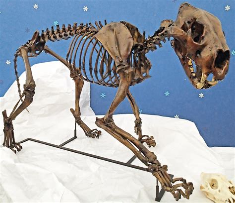 Panthera atrox (fossil North American lion) (Pleistocene; … | Flickr