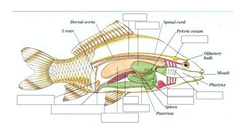 Yellow Perch Anatomy